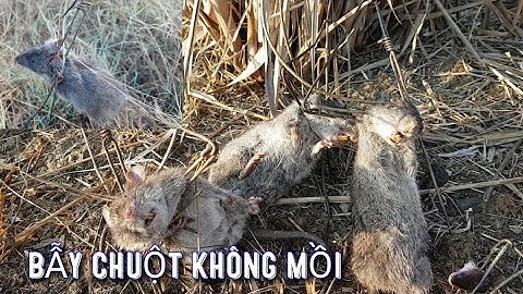3 bẫy kẹp cổ_ Dính rắn bị chuột xơi luôn/Bẫy chuột không mồi