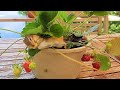 딸기가 주렁주렁 달린 화분을 다람쥐 친구들에게 줬더니 What Happens When Chipmunks Meet A Pot Of Strawberries