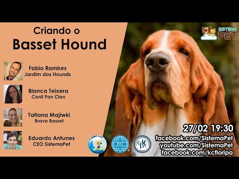 Vídeo: Basset Hound: Exterior, Caráter E Opiniões De Criadores De Cães