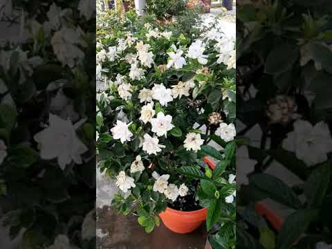 Video: Gardenia (51 Foto's): Kenmerken Van Thuiszorg, Kenmerken Van Gardenia-pioen En Tahitiaans. Hoe Transplanteren? Rassen Met Witte, Gele En Roze Bloemen