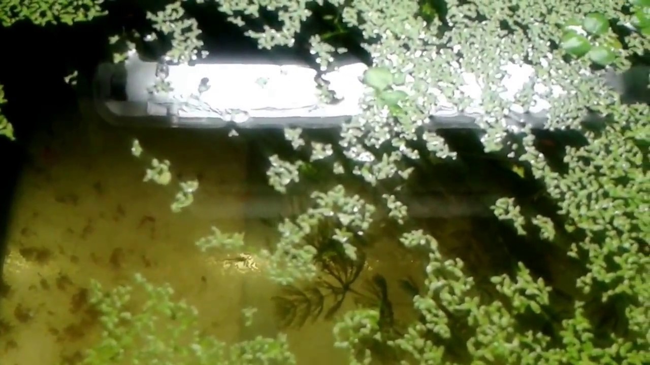 Ряска в Аквариуме!!! Все плюсы и минусы.