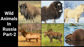 Wild Animals In Russia Part-2