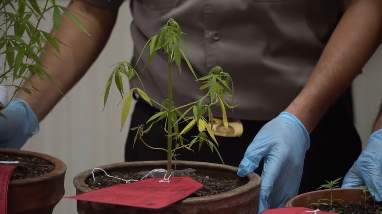 Ganja untuk Kesehatan..?? Pelukis Tanam Pohon Ganja