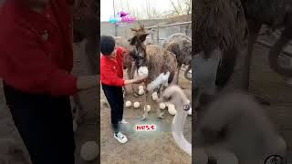 ​Why do ostriches drop their eggs on the run?! 🥚💨