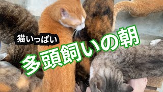 猫多頭飼いの朝はこんな感じです