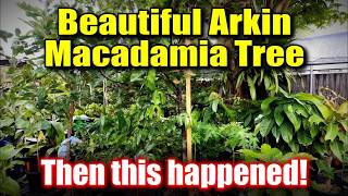 Arkin Macadamia Update and it's not good!