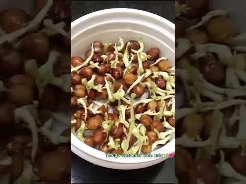 Chickpea Water propagation