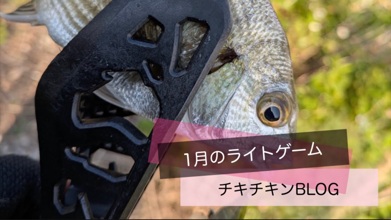 ［沖縄］1月のライトゲーム［ルアーフィッシング］#沖縄 #釣り #ルアー釣り #fishing #fishingvideo