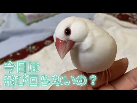 【白文鳥】めずらしく大人しいマロン【Java sparrow】