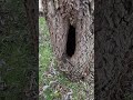 Die Suche nach der Katze