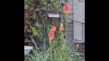 Rats and bird feeders #pestapp