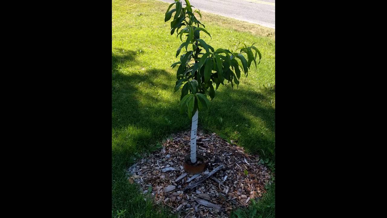 Red Haven Peach Tree At 7 Months Old Planted From Bare Root YouTube