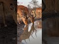 They Didn't See the Crocodile… #wildlife #shorts