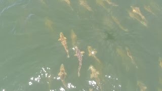 Incredible drone footage, Schooling bull reds!