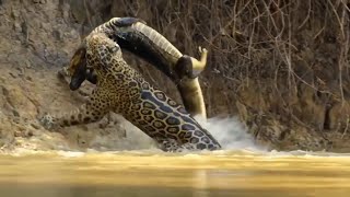 Jaguar Vs Crocodile