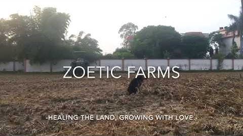 Zero Till Wheat Sowing | Zoetic Farms | Organic Farming | Growing Wheat