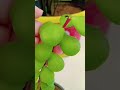 #Jade plant ghar mein lagane ke fayde