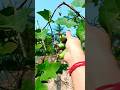 organic vegetables #shorts #viralvideo #sriniventure #ytshorts #organic