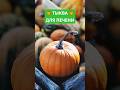 Мало кто знает❗️ В чем польза ТЫКВЫ 🎃  для ПЕЧЕНИ❓ Полезные свойства