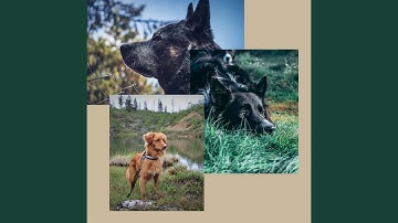 Modish Backdrops for Calmed Puppies