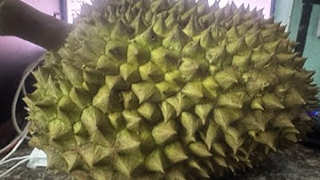 Cách phân biệt sầu riêng ngon . Sầu chín . Sầu riêng già . Chính xác 100%