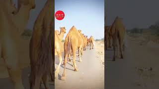 sindhi rag/ jin la thayes jogayani o namani