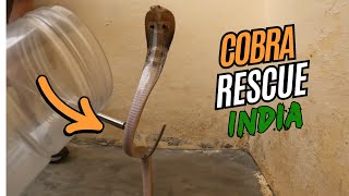From Cobras to Pythons: Daring Snake Rescues in the Heart of India