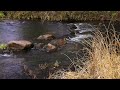 Звуки небольшой реки осенью. Sounds of a small river in autumn.