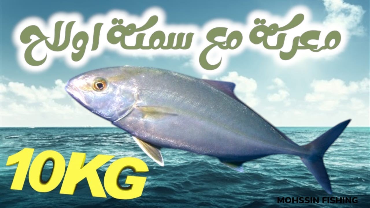 صيد أولاح بي #spininng في #المضيق #moroco #fishing #mdiq #صيد #سمك #بحر #المضيق