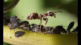 Ants Farming Aphids