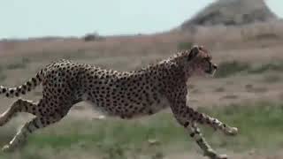 Cheetah Attack Ostrich, Lion Vs Crocodile, Elephant Vs Hyena, Rhino Vs hippo, Eagle Vs Snake, Tiger