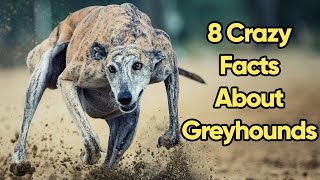 8 Crazy Greyhound Facts You Need To Know