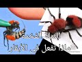 النملة اللي مش نملة النملة الفخمة ماذا تفعل النملة المخملية Wasp Insects Viral Wildlife 