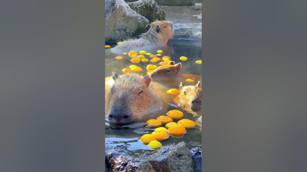 Капибары греются в воде - YouTube