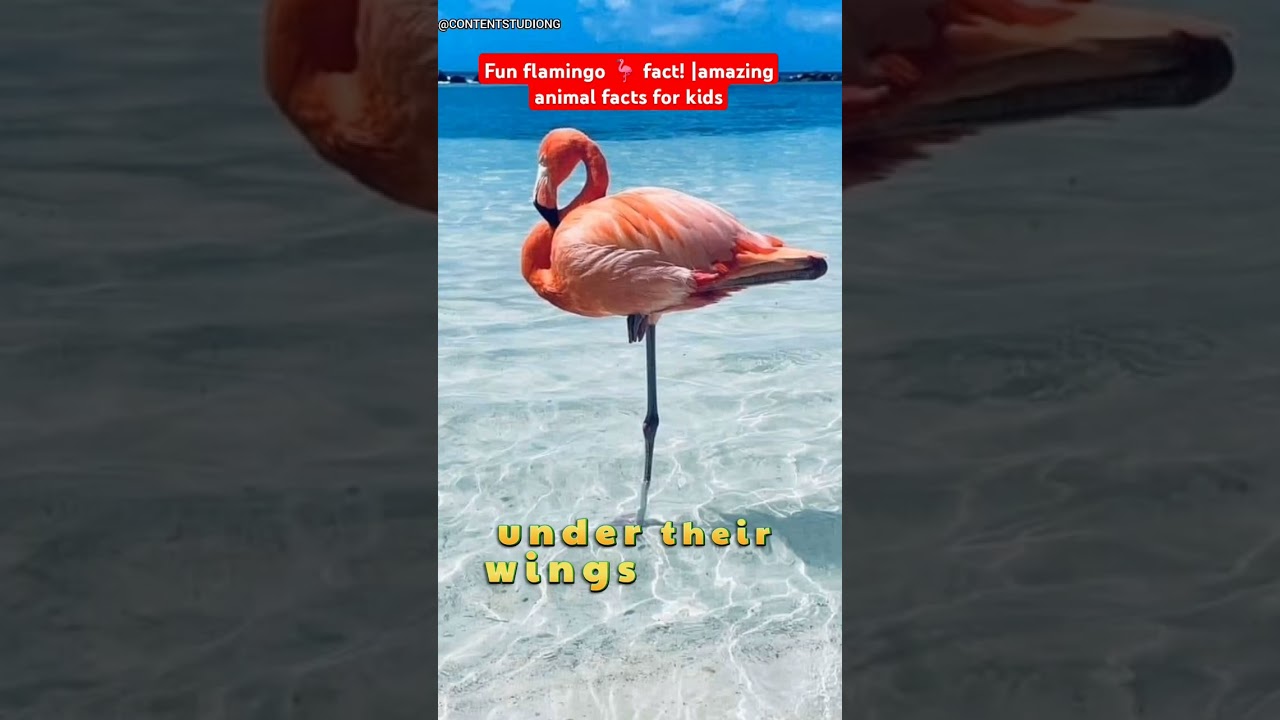 Amazing Flamingo Facts for Kids | Why Flamingos Stand on One Leg 🦩