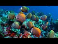 Nature images for relaxation &amp; good sleep | Красивые фото природы для релаксации | Мировой океан