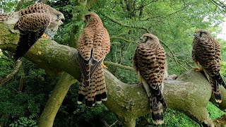 Kestrel Chicks Grow Fierce Ready For First Flights  | Apollo & Athena | Robert E Fuller