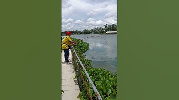 Câu Cá Tra Khủng | Pangasius Fishing #Shorts