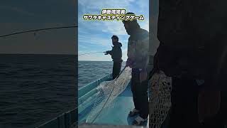 おちょくってきたサワラに口を使わせた瞬間 #shorts  #fishing