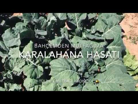 Video: Kale Hasat: Kale Nasıl ve Ne Zaman Toplanır