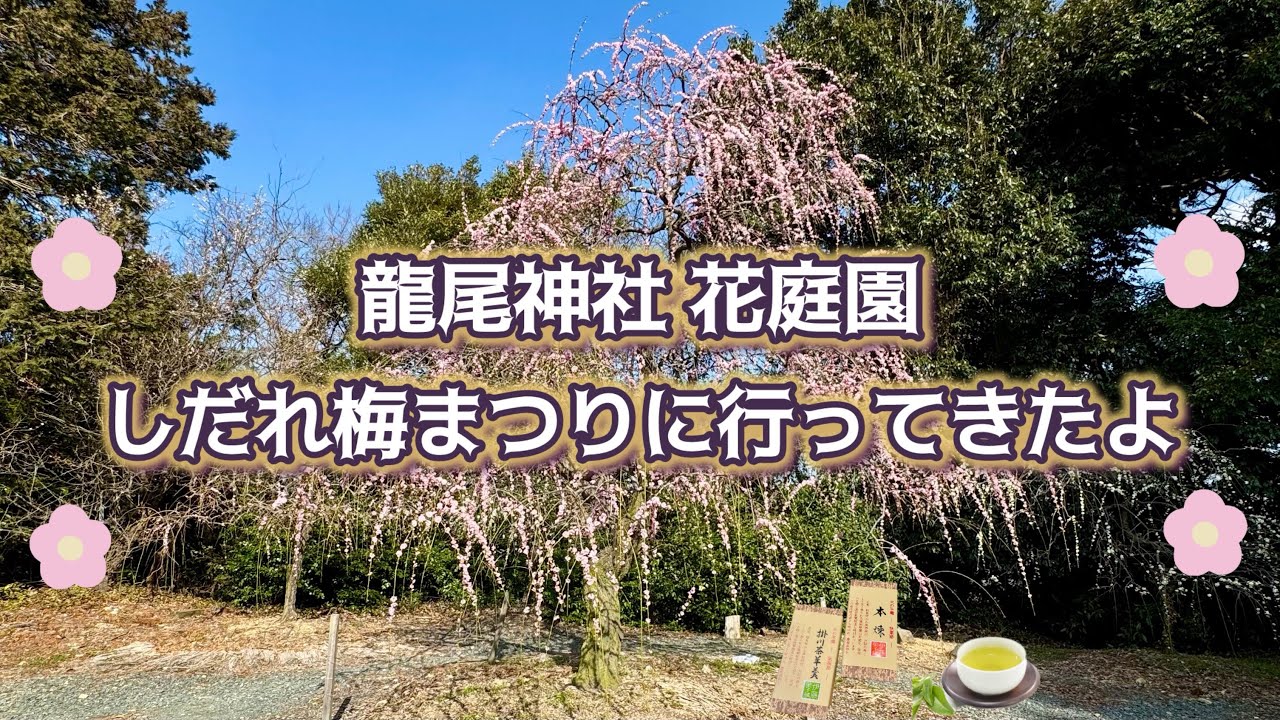 初めてのしだれ梅まつり👍