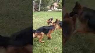 German shepherds fighting over female by emanon 140 views 3 years ago 1 minute, 1 second