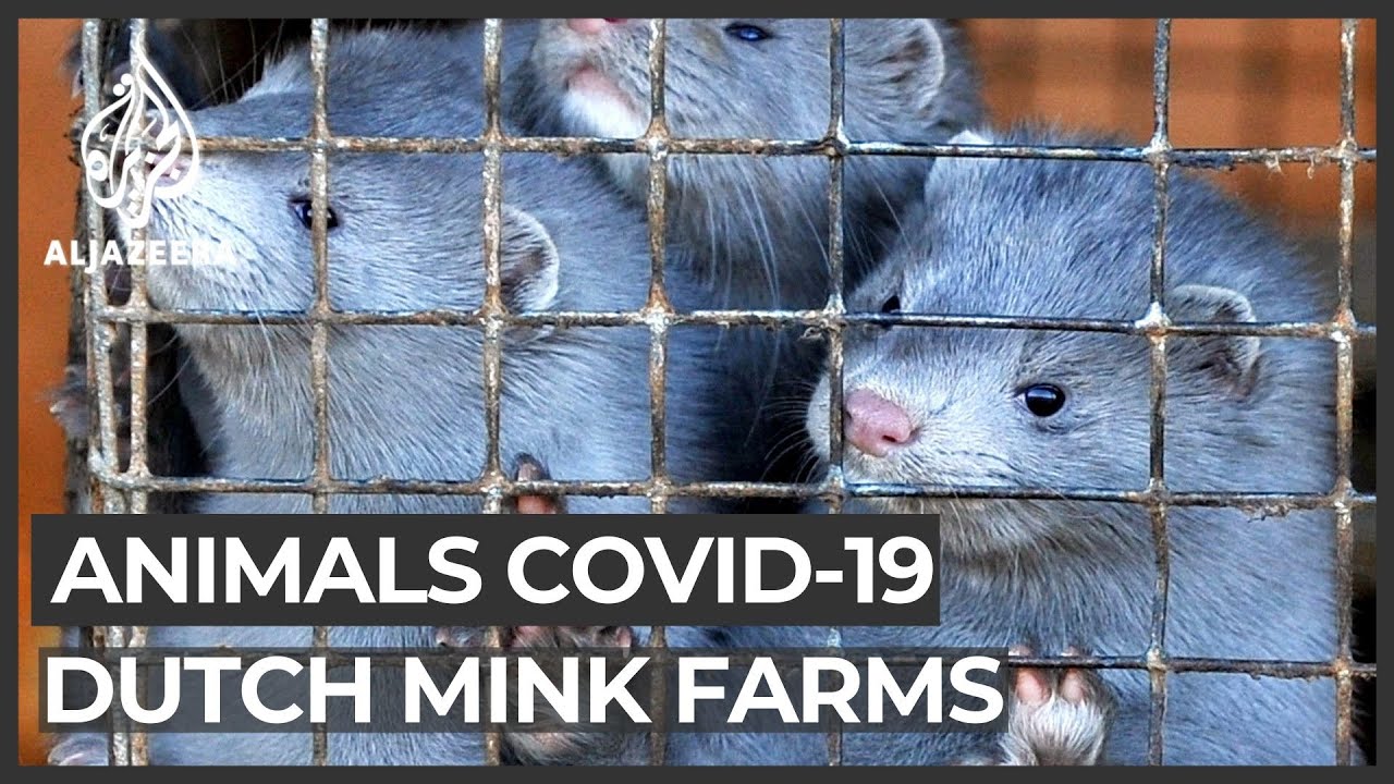 Denmark to cull all farmed mink to stop coronavirus outbreaks