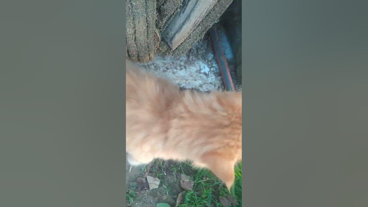 котик милашка - YouTube