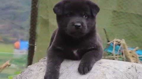 CỘC ĐEN ĐỰC ĐẦU THỦ SIÊU KHỦNG (ĐỐM LƯỠI) - CHÓ CỘC ĐUÔI BẢN MÔNG HOANG DÃ