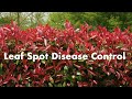 Leaf spot disease control for red tip photinia part 2