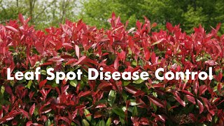 Leaf Spot Disease Control for Red Tip Photinia Part 2 Red Tip Plants