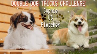 DOUBLE DOG TRICKS || SOPHIE & FLETCHER by CØrgi Fletcher 138 views 3 months ago 1 minute, 45 seconds