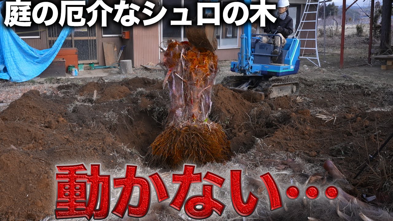 【衝撃】庭に生える巨大なシュロの根っこがヤバすぎた…紅葉の植替え【392日目】