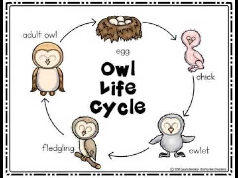 OWL Component Lifecycle Explained Visually | Odoo Development Tutorial (2026)